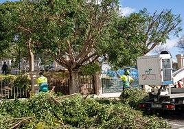 Tree felling in Benalmádena.