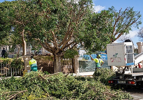 Tree felling in Benalmádena.