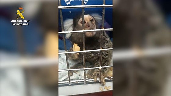 Police investigate 26 people for illegal possession and trafficking of protected animal species in Malaga
