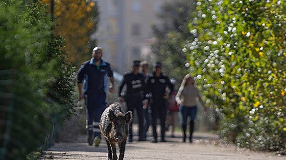 Malaga mayor proposes using captured wild boar meat for human consumption: is it feasible?