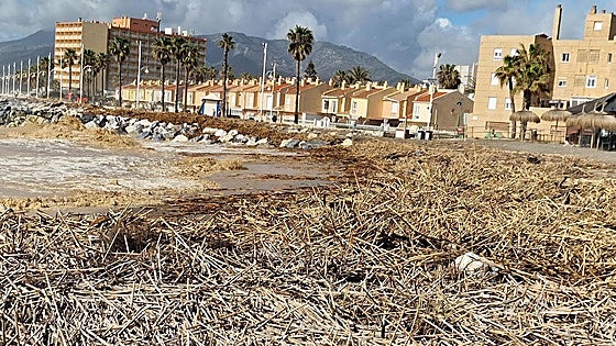 Invasive reeds clog Malaga watercourses and reservoirs and cause damage to Costa del Sol's beaches