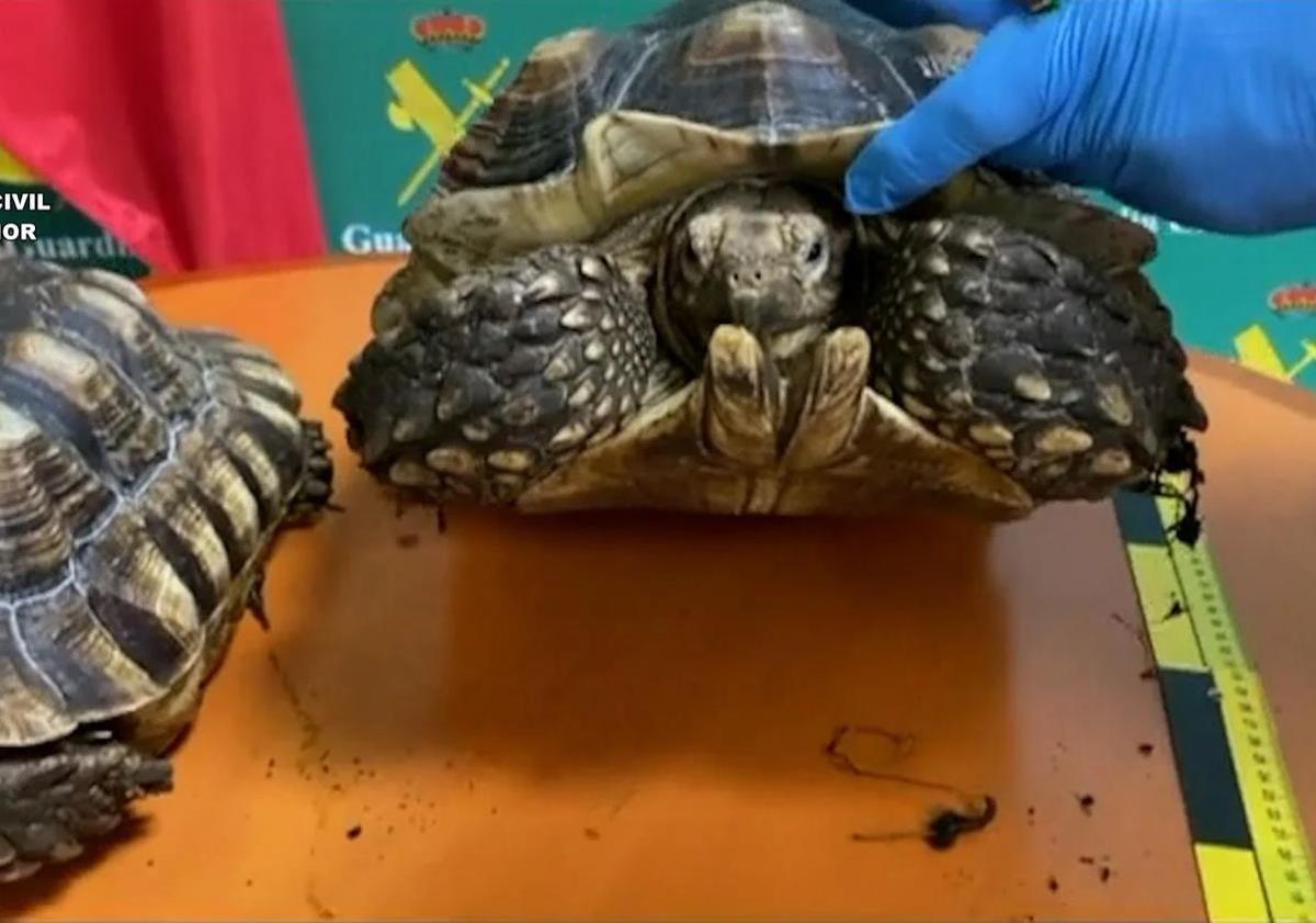 Imagen principal - Police investigate 26 people for illegal possession and trafficking of protected animal species in Malaga