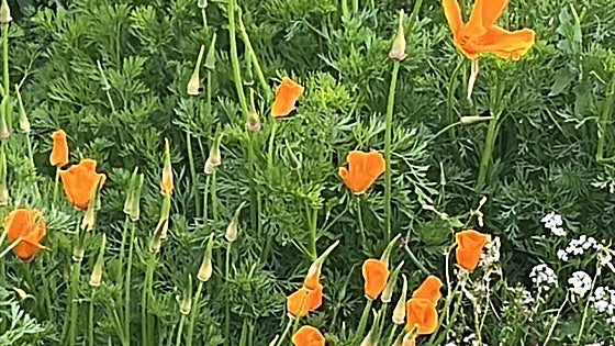 California poppies