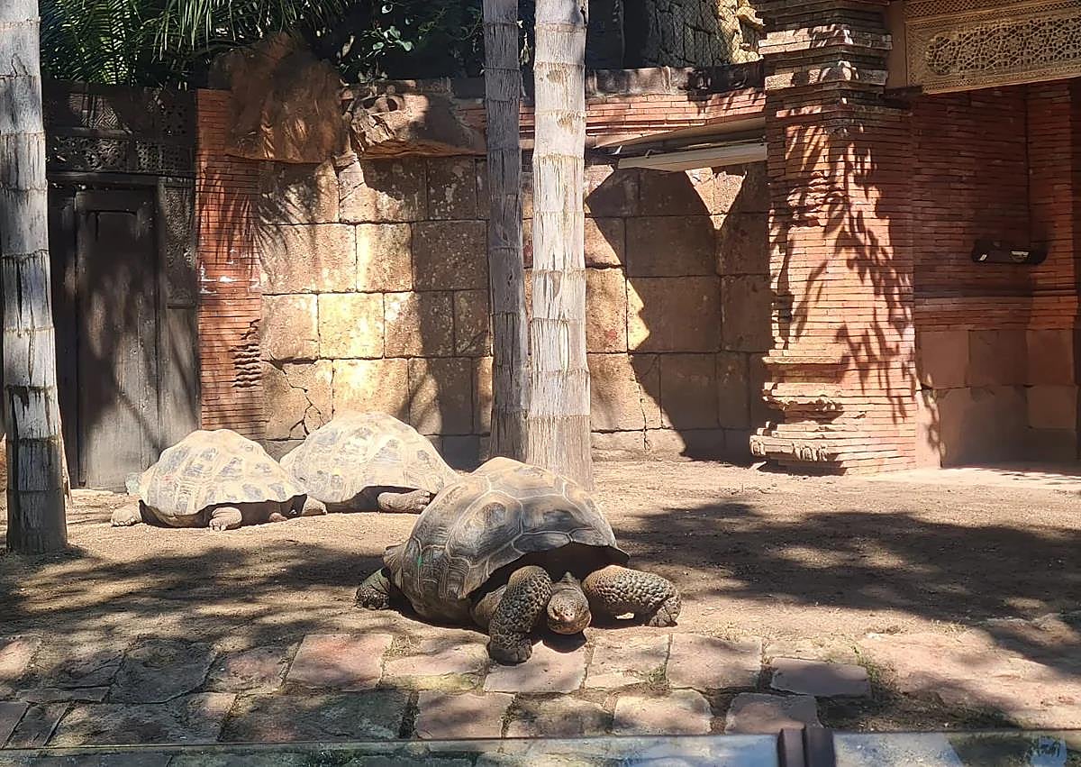 Imagen secundaria 1 - A day in the life of an animal keeper at Bioparc Fuengirola conservation park