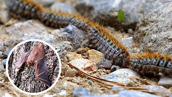 Town hall in Spain has novel plan to tackle plague of processionary caterpillars, but is it a batty idea?