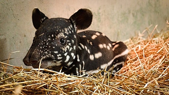 Watch: Bioparc Fuengirola achieves milestone in species conservation with birth of Malayan tapir