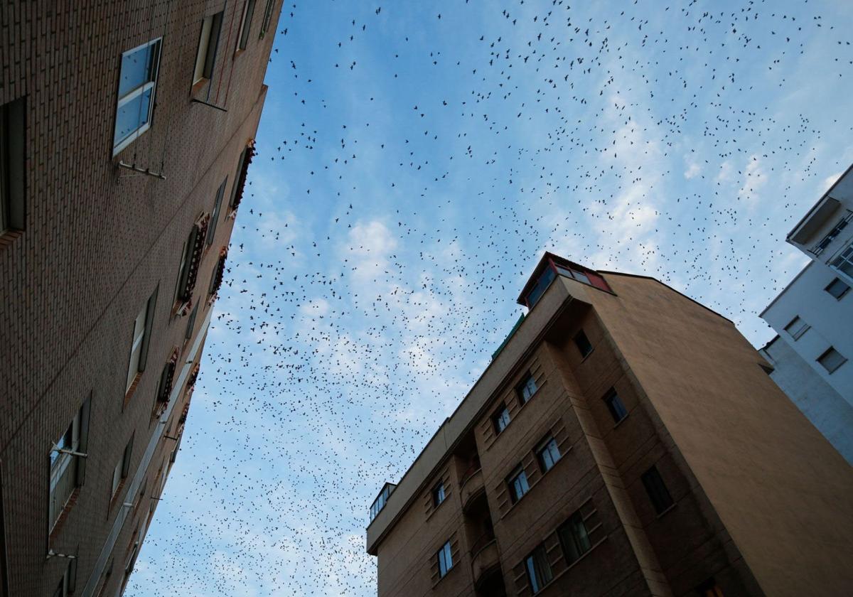 The historic Spanish city where starlings are ruling the roost