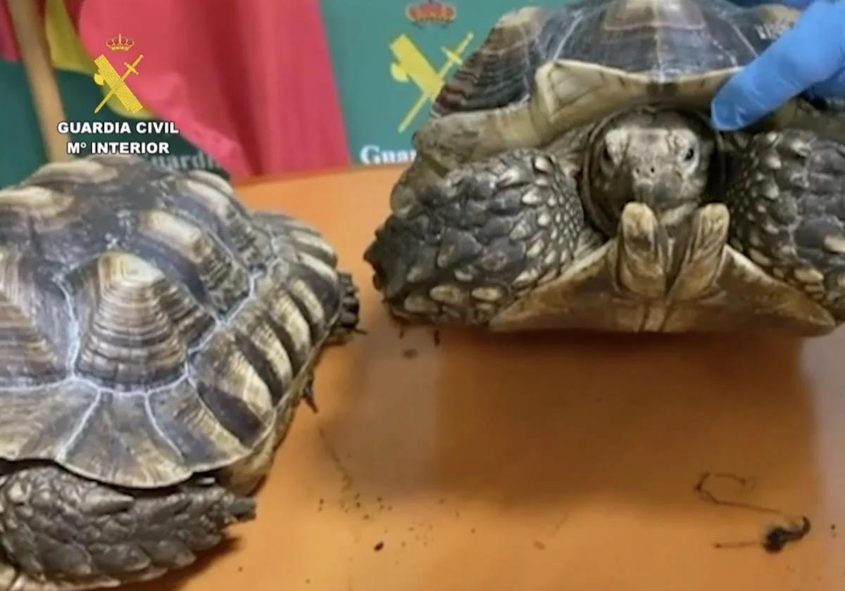 Reptiles found during the Guardia Civil's investigations.