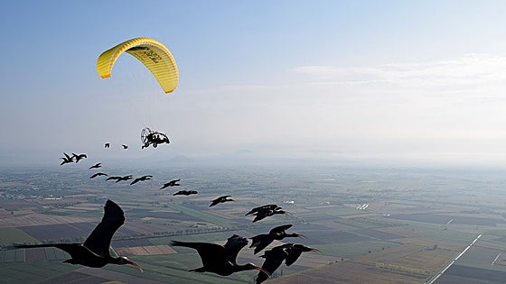 Endangered birds migrating on epic journey from central Europe shot dead as they flew over Spain