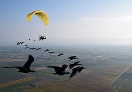 In the middle of their migratory journey from central Europe to southern Spain.