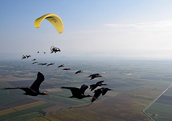 In the middle of their migratory journey from central Europe to southern Spain.