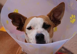 Vets in Spain accuse government of 'endangering public health' by limiting antibiotic use in animals