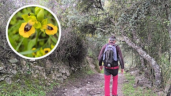 Spring has sprung on the wild orchid trails in a Serranía de Ronda mountain village