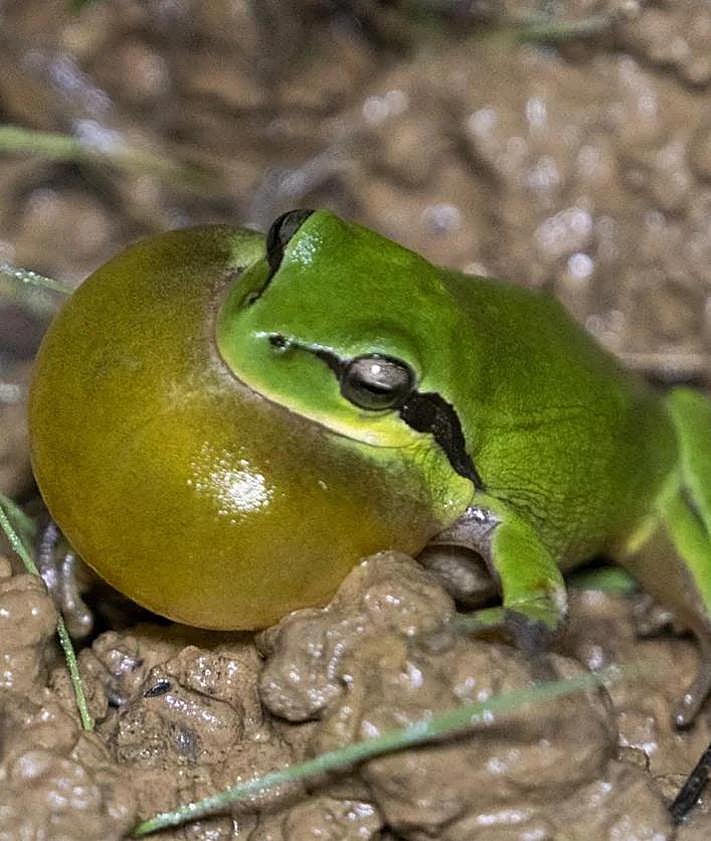 Imagen secundaria 2 - Soliva lake: the ecological oasis in Malaga born from a failed clay quarry