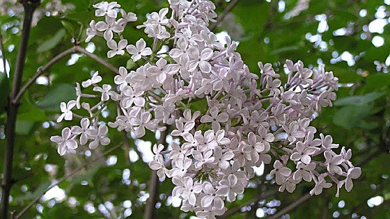 Recommended for your garden in the south of Spain: Syringa oblata