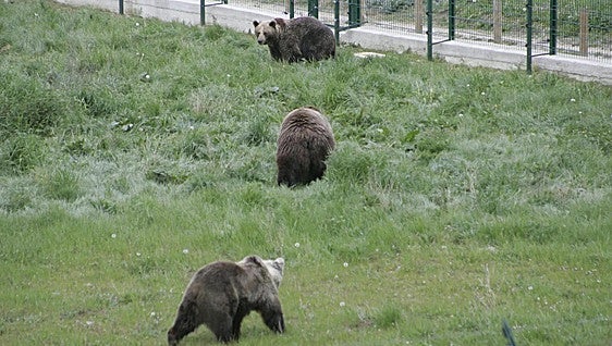 Brown bear that became a symbol for the survival of the species in Spain put down