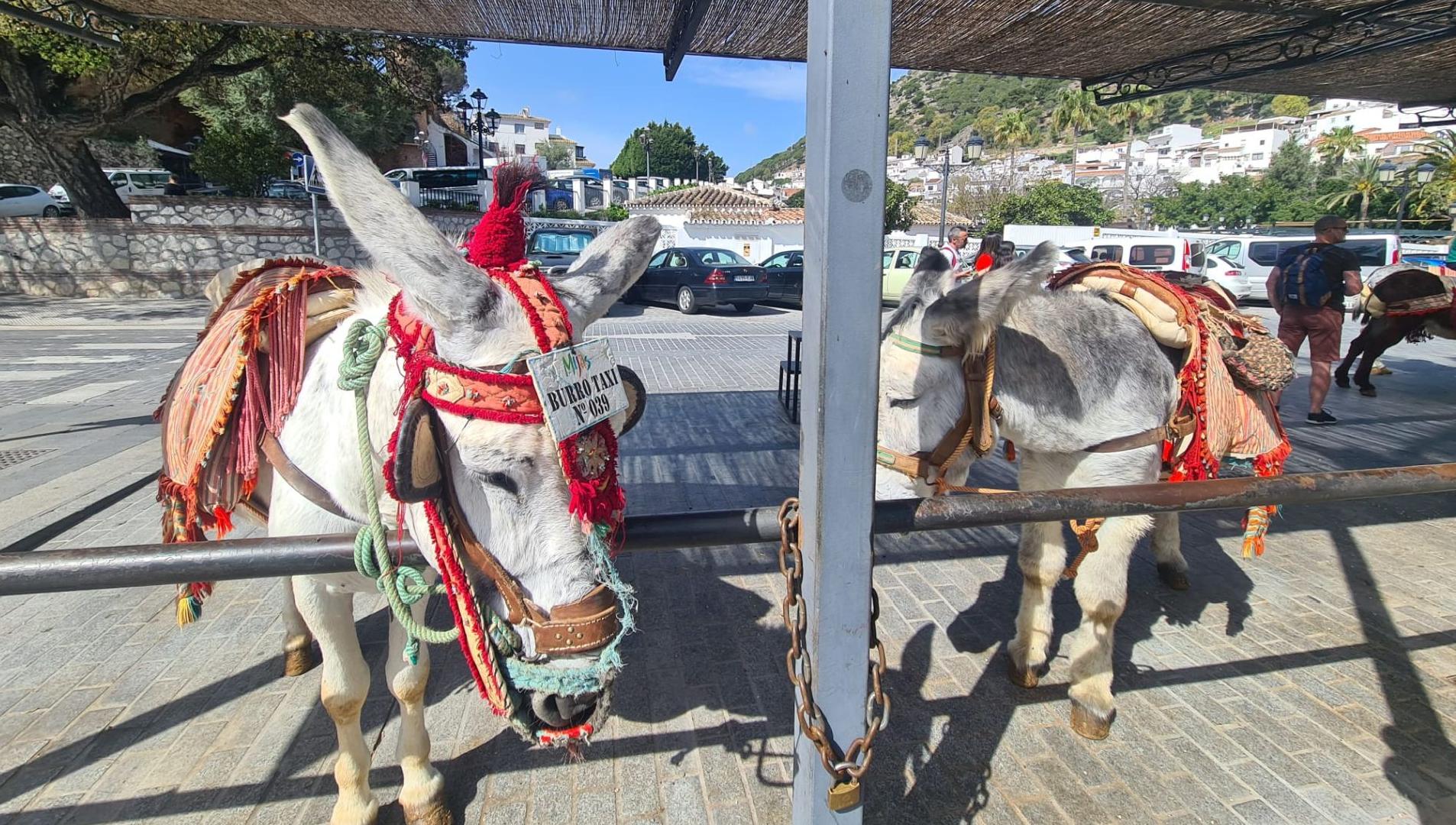 Donkey taxi and horse-drawn carriage bylaws updated in Costa del Sol town