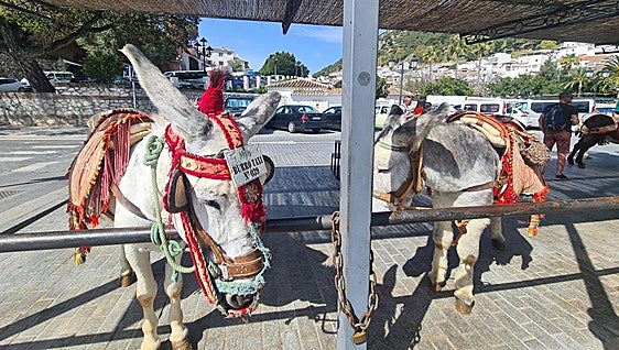 Donkey taxi and horse-drawn carriage bylaws updated in Costa del Sol town