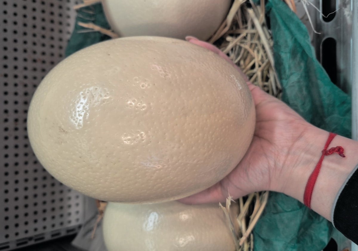 Spanish ostrich eggs for Easter