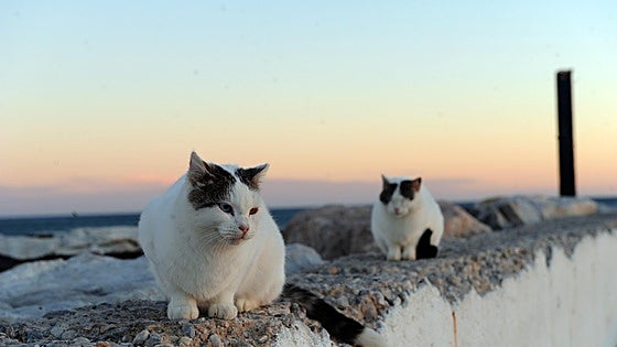 Marbella town hall to train street cat feeders and issue them with licences