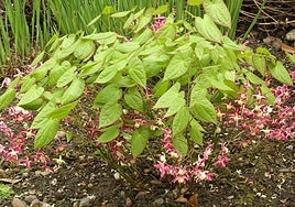 Epimedium x rubrum.