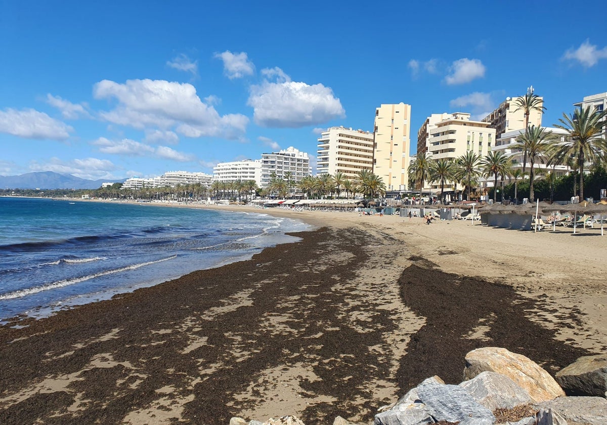 Marbella town hall removes huge 'unprecedented' quantity of invasive seaweed from its beaches over Easter