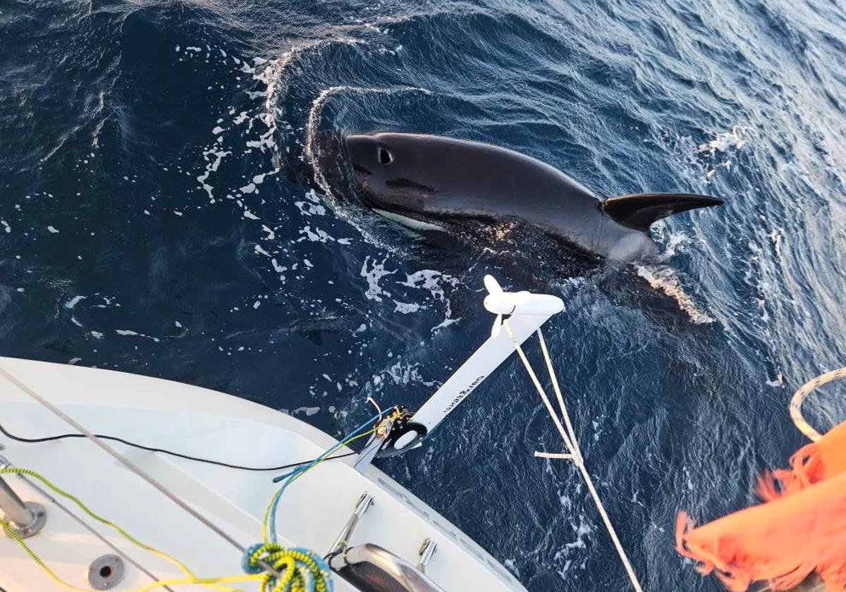 Pod of killer whales interacts with sailing boat off the south coast of Spain