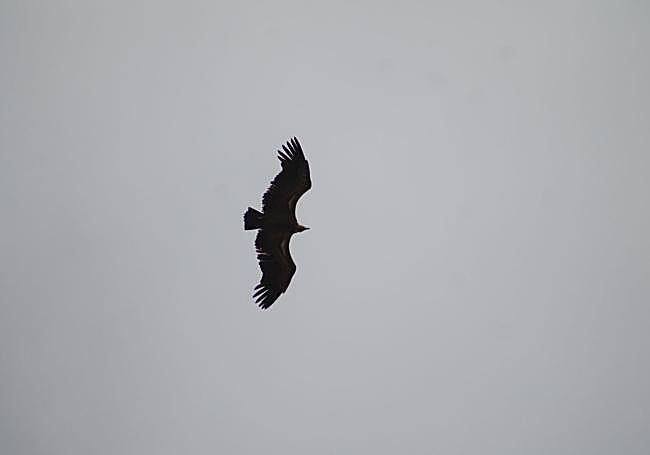 Griffon vulture