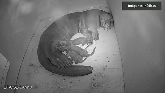 Three giant otter cubs, an endangered species with only 7,000 specimens in the wild, born on Costa del Sol