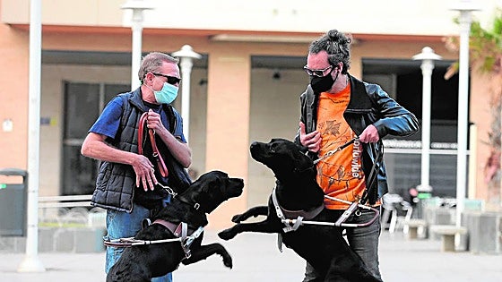 Assistance dogs aren't just for the visually impaired: they now help others