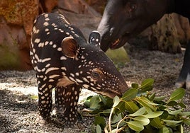 The little jungle guardian: Spain’s first Malayan tapir calf is born