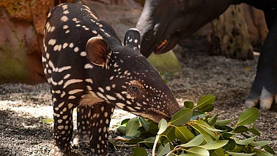 The little jungle guardian: Spain’s first Malayan tapir calf is born