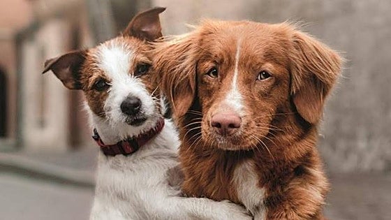 'Best Friends', Spain's free veterinary care scheme for vulnerable pet owners