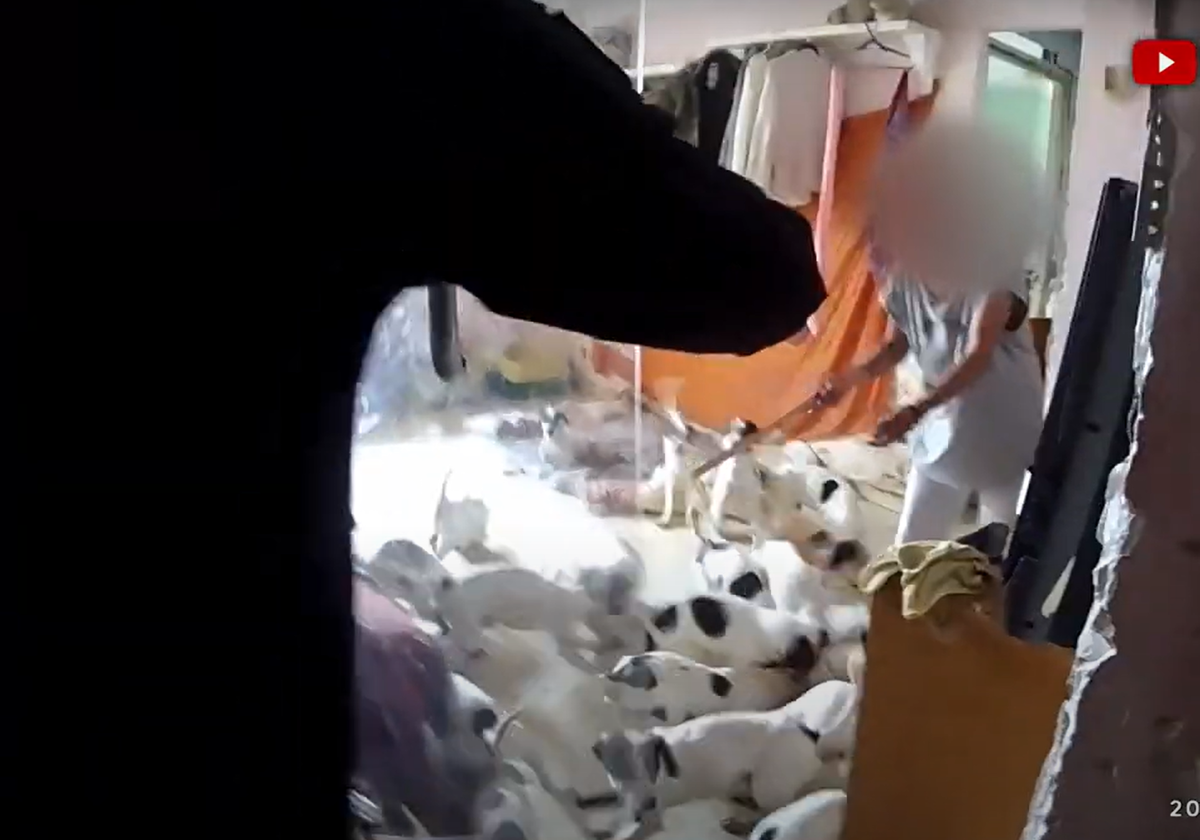 Malaga’s flat of horrors: over 30 dogs and nine cats living in unsanitary conditions