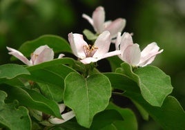 Cydonia oblonga.