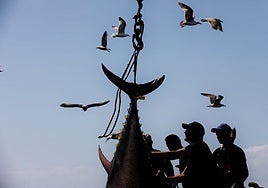 Cadiz dresses up in May to celebrate the arrival of bluefin tuna