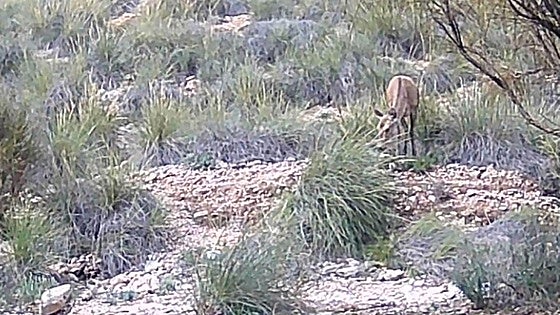 First sighting of red deer in Almeria province - this is where