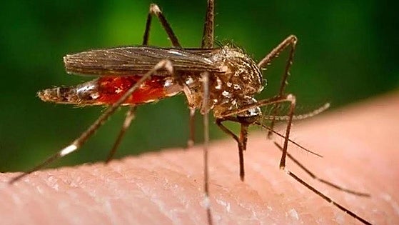 West Nile Virus: these are the municipalities in Malaga province that are at high risk from mosquito-borne disease