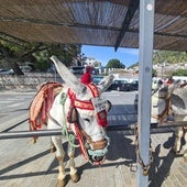 Donkey taxis in Mijas.