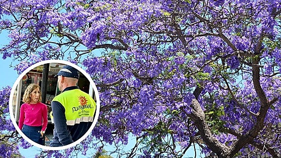 Blooming jacaranda trees in Fuengirola force town hall to ramp up cleaning services