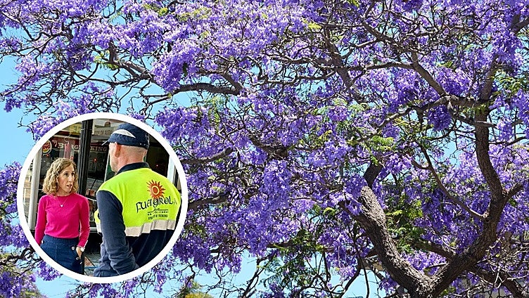Blooming jacaranda trees in Fuengirola force town hall to ramp up cleaning services
