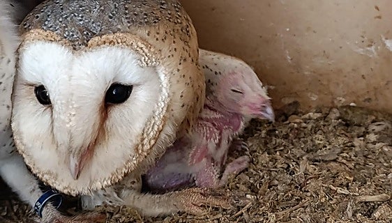 Torremolinos joins programme for the captive breeding of barn owls