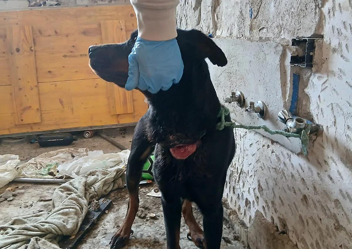 Imagen secundaria 1 - Dog reported stolen two years ago in Marbella found tied up and living in squalor with open neck wound