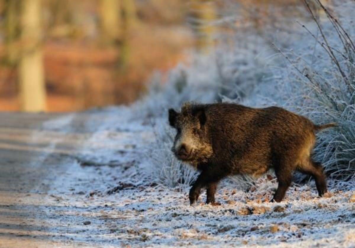 Wild boar on A-7 Costa del Sol motorway causes traffic accident that leaves two people in hospital