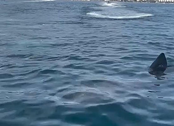 Images of basking shark spotted off Marbella coast go viral