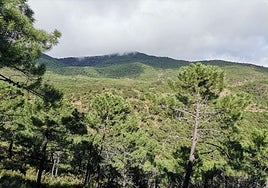 The Sierra Bermeja area.