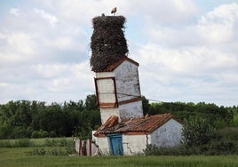 A stork and its babies in their nest on top of the leaning tower.