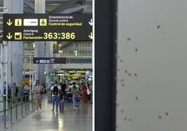 Archive image of Malaga Airport. On the right, a close-up shot of the insects in one of the terminals taken by airport staff.