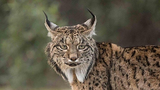 Previously endangered Iberian lynx hits a record high in Andalucía