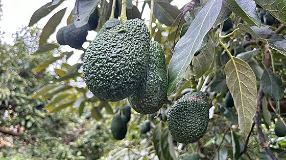 Best start to year ever for export market in Malaga province